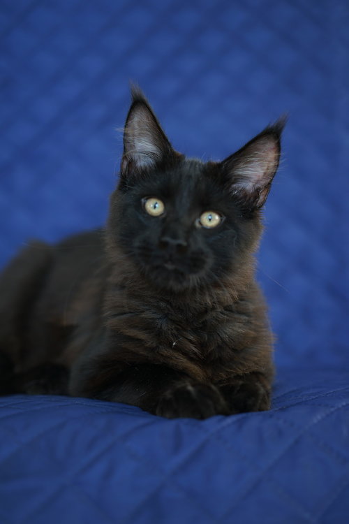черный кот мейн кун